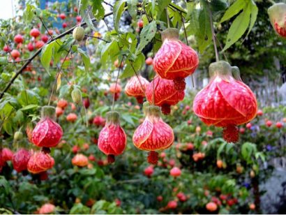 sementes da flor sininho chines 2 e1495131406132