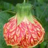 sementes da flor sininho chines 9157 e1500060957779