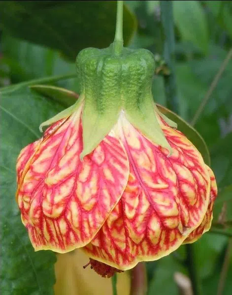 sementes da flor sininho chines 9157 e1500060957779
