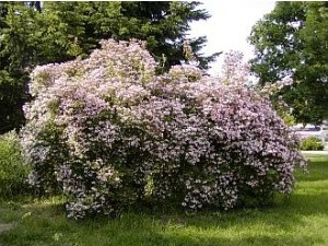 Sementes de Arbusto Beauty Bush