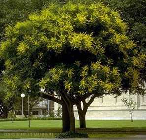 Sementes de Árvore Gonden Rain (Chuva Dourada)