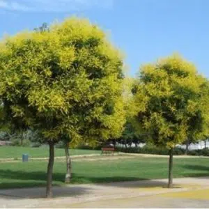 sementes de arvore gonden rain chuva dourada 2446 e1495126987983