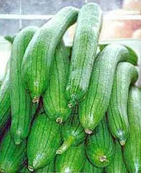 sementes de bucha esponja vegetal 2 10 e1495128009107