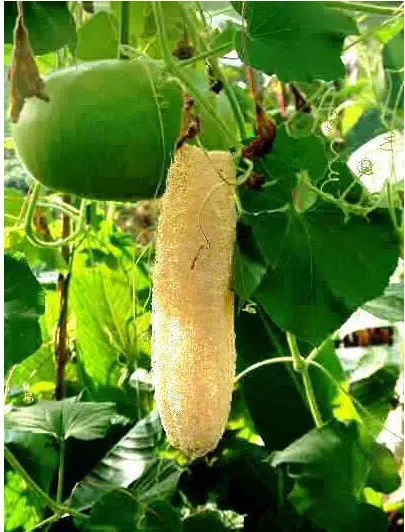 sementes de bucha esponja vegetal 2 4 e1494729038975