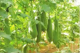 sementes de bucha esponja vegetal 2 7 e1495128075145