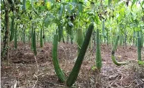 sementes de bucha esponja vegetal 2 8 e1494728976710