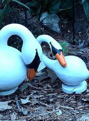 sementes de cabaca cisne porongo 2 2 e1495128691763