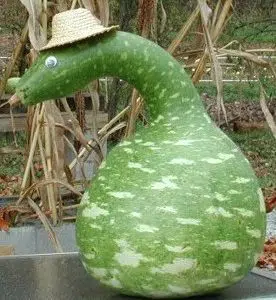 sementes de cabaca cisne porongo 2 6 e1495128593255