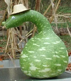 sementes de cabaca cisne porongo 2 6 e1495128593255