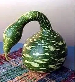 sementes de cabaca cisne porongo 2 7 e1495128568485