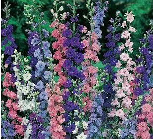 sementes de flor esporinha sortida 2 12 e1495133258304