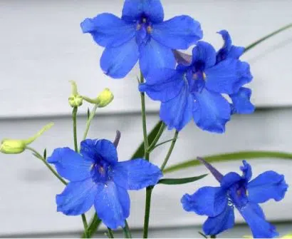 sementes de flor esporinha sortida 2 3 e1495133509284