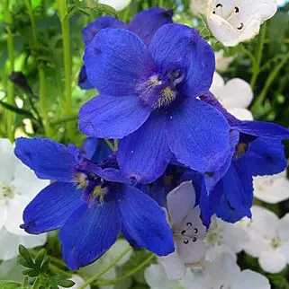 sementes de flor esporinha sortida 2 7 e1495133382870