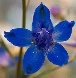sementes de flor esporinha sortida 2 9 e1495133338297