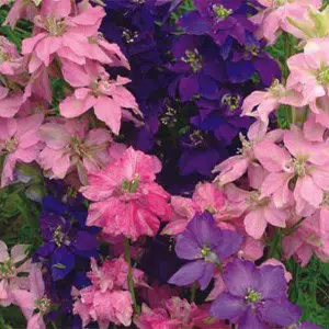 sementes de flor esporinha sortida 2 e1495133568893