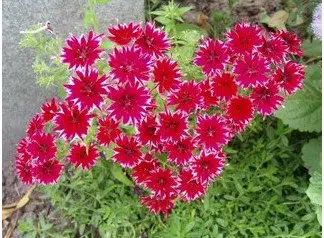 sementes de flores chitinha estrela sortida 2 10 e1495133623654