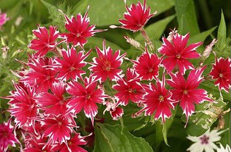 sementes de flores chitinha estrela sortida 2 3 e1495133802645