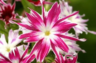 sementes de flores chitinha estrela sortida 2 5 e1495133765437
