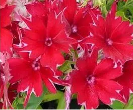 sementes de flores chitinha estrela sortida 2 6 e1495133732456