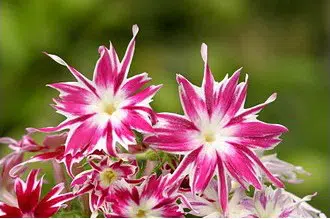 sementes de flores chitinha estrela sortida 2 8 e1495133672603