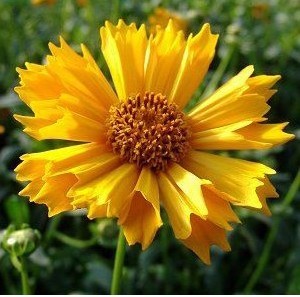 sementes de flores coreopsis amarela 2 2 e1495132595899