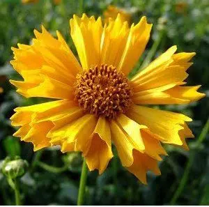 sementes de flores coreopsis amarela 2 2 e1495132595899