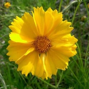 sementes de flores coreopsis amarela 2 3 e1495132572698