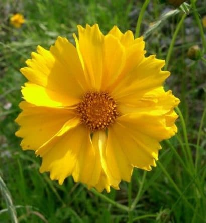 sementes de flores coreopsis amarela 2 3 e1495132572698