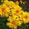 sementes de flores coreopsis amarela 2 4 e1495132514347