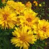 sementes de flores coreopsis amarela 2 4 e1495132514347