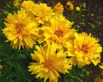 Sementes de Flores Coreopsis Amarela