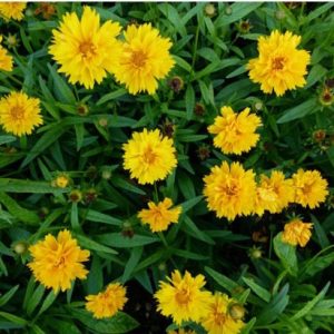 sementes de flores coreopsis amarela 2 5 e1495132485583