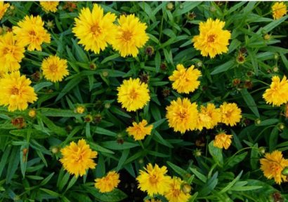 sementes de flores coreopsis amarela 2 5 e1495132485583