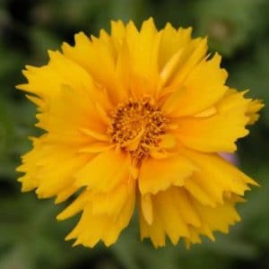 sementes de flores coreopsis amarela 2 6 e1495132461985