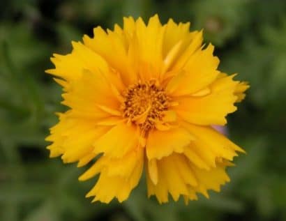 sementes de flores coreopsis amarela 2 6 e1495132461985