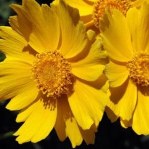 sementes de flores coreopsis amarela 2 7 e1495132439787