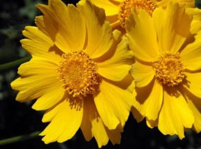 sementes de flores coreopsis amarela 2 7 e1495132439787