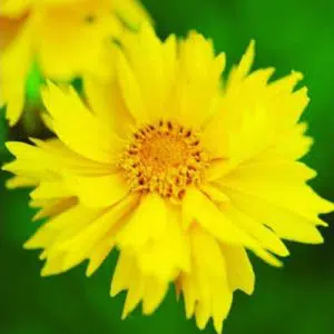sementes de flores coreopsis amarela 2 8 e1495132415729