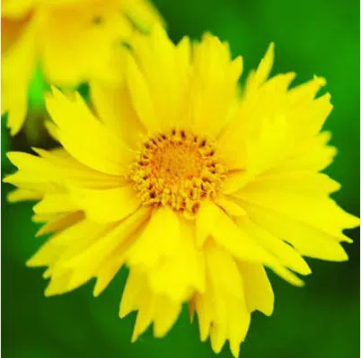sementes de flores coreopsis amarela 2 8 e1495132415729