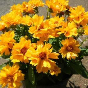 sementes de flores coreopsis amarela 2 e1495132618191