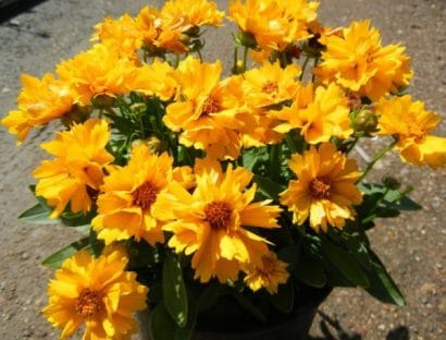 sementes de flores coreopsis amarela 2 e1495132618191