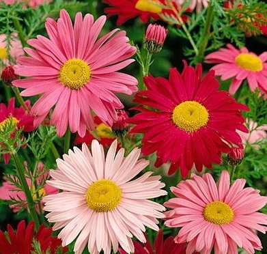 sementes de flores piretro sortido 0338 e1495935824299