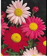 sementes de flores piretro sortido 2 11 e1495129527348