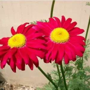 sementes de flores piretro sortido 2 14 e1495129453744