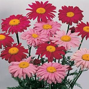 sementes de flores piretro sortido 2 15 e1495129428287