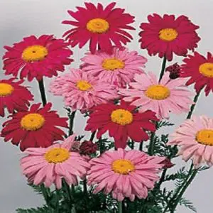 sementes de flores piretro sortido 2 15 e1495129428287