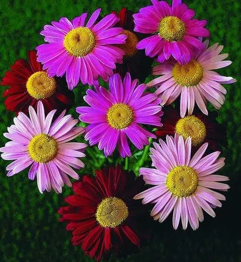 sementes de flores piretro sortido 2 2 e1495129763136