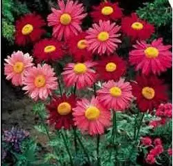 sementes de flores piretro sortido 2 3 e1495129735610