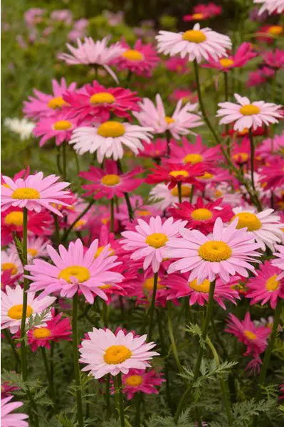sementes de flores piretro sortido 2 5 e1495129690979