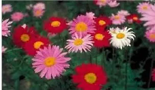 sementes de flores piretro sortido 2 9 e1495129583288